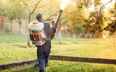 Disinfestazione delle zanzare